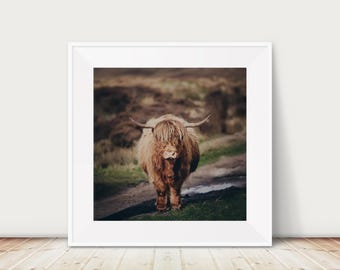 Highland Cow print, Baslow Edge print, Peak District photograph, Derbyshire Dales travel print, Highland Cow photograph