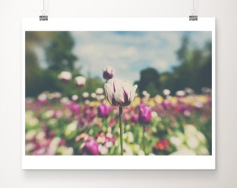 white tulip photograph, white flower print, english garden print, nature photography, botanical wall art, surreal print