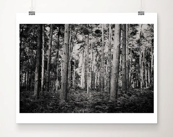 black and white woodland photograph, tree print, rustic decor, England photograph, tree photograph