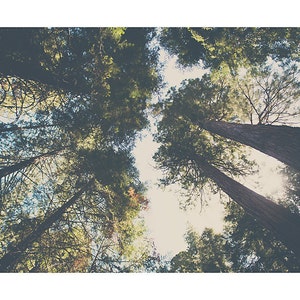 Giant Sequoia tree photograph, Trail of 100 Giants print, California photograph, woodland decor, nature photography, Giant Sequoia print image 2