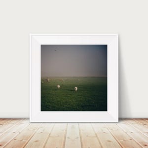 Puede incluir: Impresión enmarcada de una escena pastoral. Dos ovejas pastan en un campo verde vibrante bajo un cielo brumoso. La obra de arte se presenta en un marco blanco, añadiendo un toque moderno al paisaje rural.
