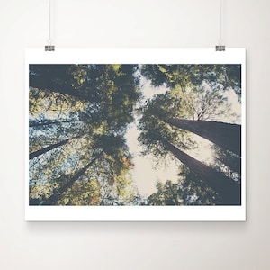 Giant Sequoia tree photograph, Trail of 100 Giants print, California photograph, woodland decor, nature photography, Giant Sequoia print image 1