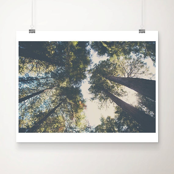 Giant Sequoia Tree Print: Trail of 100 Giants, California Woodland