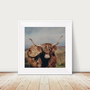 Puede incluir: Primer plano de una vaca Highland marrón con pelo largo y peludo y grandes cuernos. La vaca está de pie en un campo con un cielo nublado en el fondo.