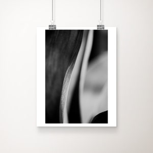 Abstract Agave Leaf Photograph: Black and White Botanical Print