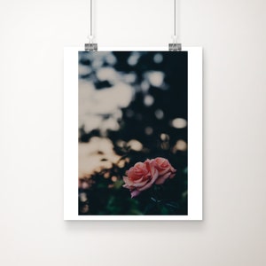 pink rose photograph, pink rose print, English garden print, sunset photograph, flower at sunset print, floral decor, feminine print