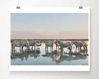 Horse photograph, Camargue horses print, animal photograph, horses in water print, Provence photograph, sunset horse print, South of France