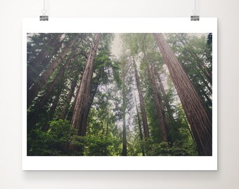 Giant Redwoods tree photograph, Muir Woods print, California photograph, woodland decor, nature photography, Giant Redwood print