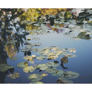 Giverny photograph, Monets garden print, yellow lily print, lily pond photograph, France photograph, French decor image 2