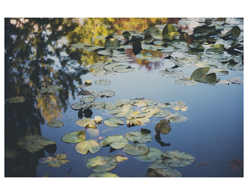 Giverny photograph, Monets garden print, yellow lily print, lily pond photograph, France photograph, French decor image 2