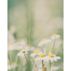 May include: A field of white daisies with yellow centers, blurred in the background, with a few daisies in focus in the foreground.