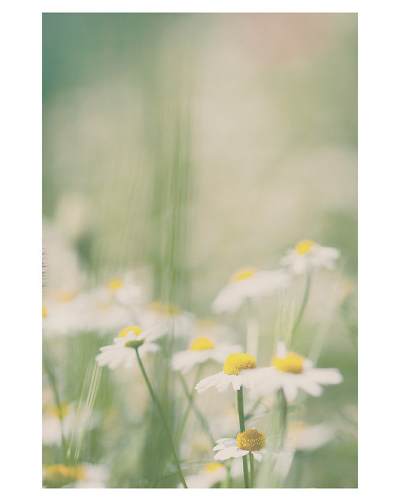 May include: A field of white daisies with yellow centers, blurred in the background, with a few daisies in focus in the foreground.