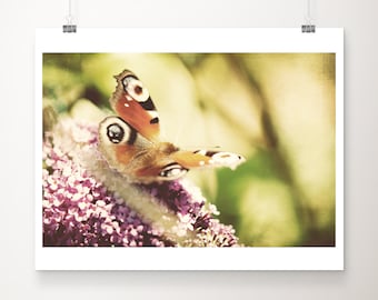 SALE peacock butterfly photograph, insect print, animal photography, nature wall art, nursery decor, discounted 11x14 print, botanical print