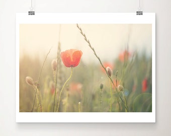 red poppy photograph, red flower print, english garden decor, nature wall art, large home decor