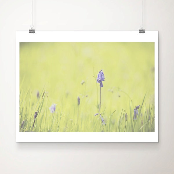 Photographie de jacinthe des bois : impression de la nature de l'Écosse, art de la fleur pourpre (10 x 8)