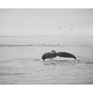 Humpback Whale photograph, Pacific Ocean print, animal photography, Whale print, Monterey photograph, west coast decor, California print image 2