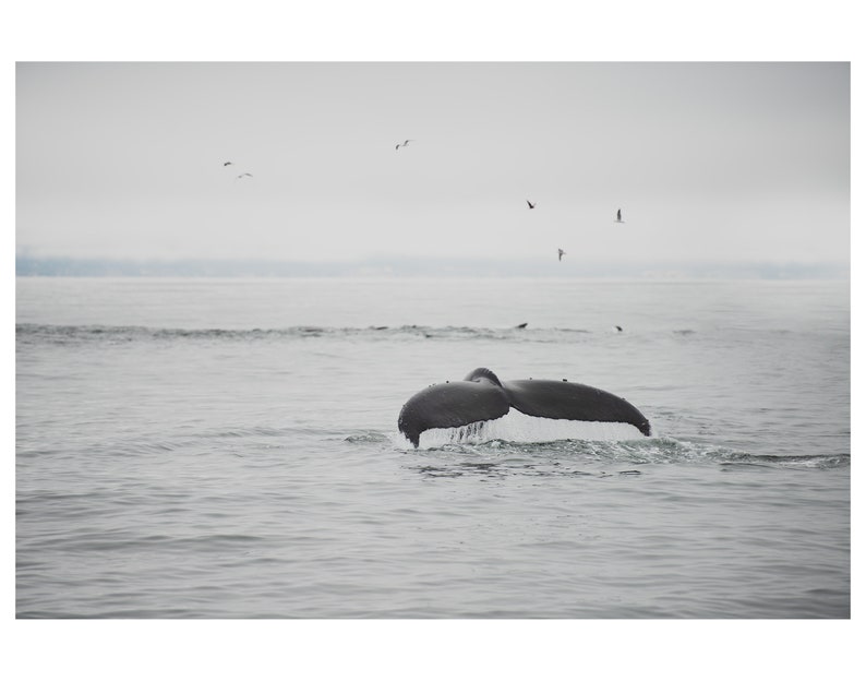 Humpback Whale photograph, Pacific Ocean print, animal photography, Whale print, Monterey photograph, west coast decor, California print image 2