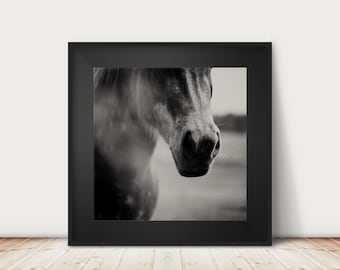 black and white horse photograph, animal photography, horse portrait, square horse print, horse decor, farmhouse decor