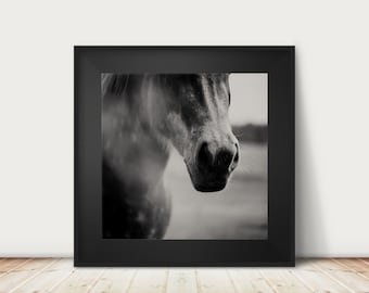 Impresión de retrato de caballo en blanco y negro: Fotografía de animales de granja