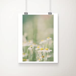 May include: A close-up of a field of white daisies with yellow centers. The daisies are in focus, while the background is blurred and out of focus. The image has a soft, dreamy feel.