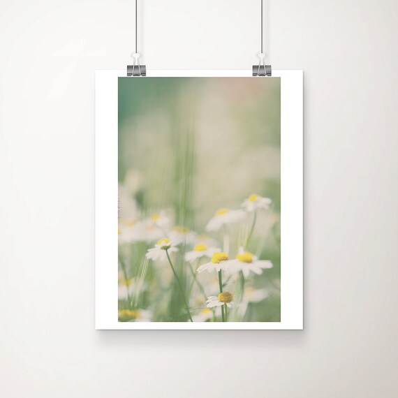 daisy photograph, white flower print, english garden art, nature photography, botanical wall art