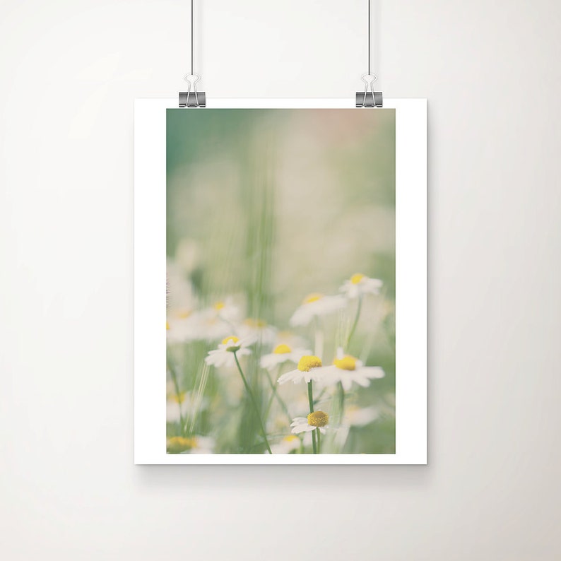 May include: A close-up of a field of white daisies with yellow centers. The daisies are in focus, while the background is blurred and out of focus. The image has a soft, dreamy feel.