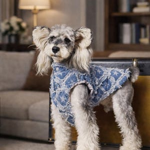 May include: A small, gray and white dog wearing a blue denim vest with a star pattern. The dog is standing on a carpeted floor in front of a trunk. The background includes a sofa, lamp, and bookshelf.