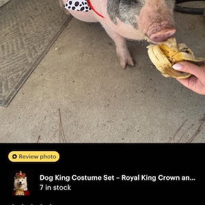 May include: A pig wearing a red and white cape with a black and white spotted trim and a gold crown with red velvet. The pig is eating a banana. The image is a review photo of a Dog King Costume Set.