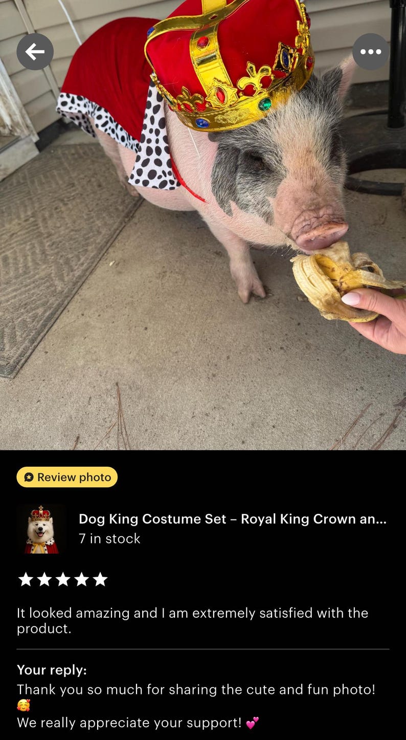 May include: A pig wearing a red and white cape with a black and white spotted trim and a gold crown with red velvet. The pig is eating a banana. The image is a review photo of a Dog King Costume Set.