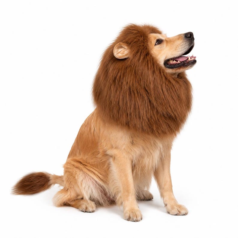 May include: A golden-colored dog sitting in profile, wearing a brown, plush, faux-fur lion mane costume around its neck and head. The costume features thick, textured synthetic hair that mimics a lion's mane, covering the dog's neck and ears.