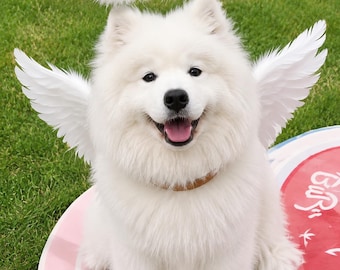 Dog Angel Wings Costume Set with Halo Headband, Pet Cosplay Accessory