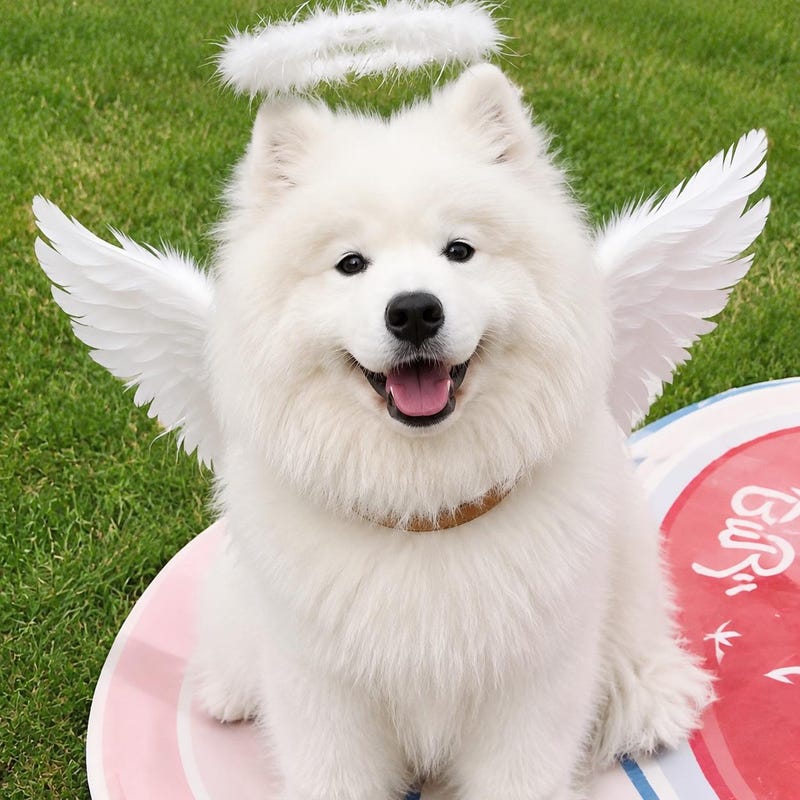 Dog Angel Costumes - Etsy