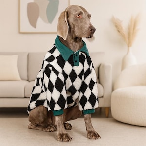 May include: A Weimaraner dog wearing a black and white diamond-patterned sweater with a teal collar and cuffs. The dog is sitting on a light-colored floor in a well-lit room. The sweater has a polo-style collar with three buttons.