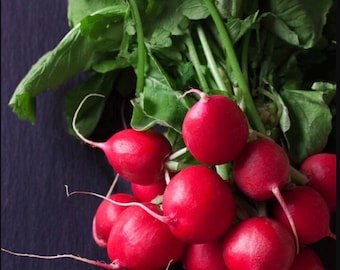 Champion Summer Radish Seeds