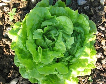 May include: A head of vibrant green butterhead lettuce growing in dark soil. The plant features tightly packed, rounded, and slightly ruffled leaves that radiate outward from the center, displaying a fresh, crisp texture and bright green color.