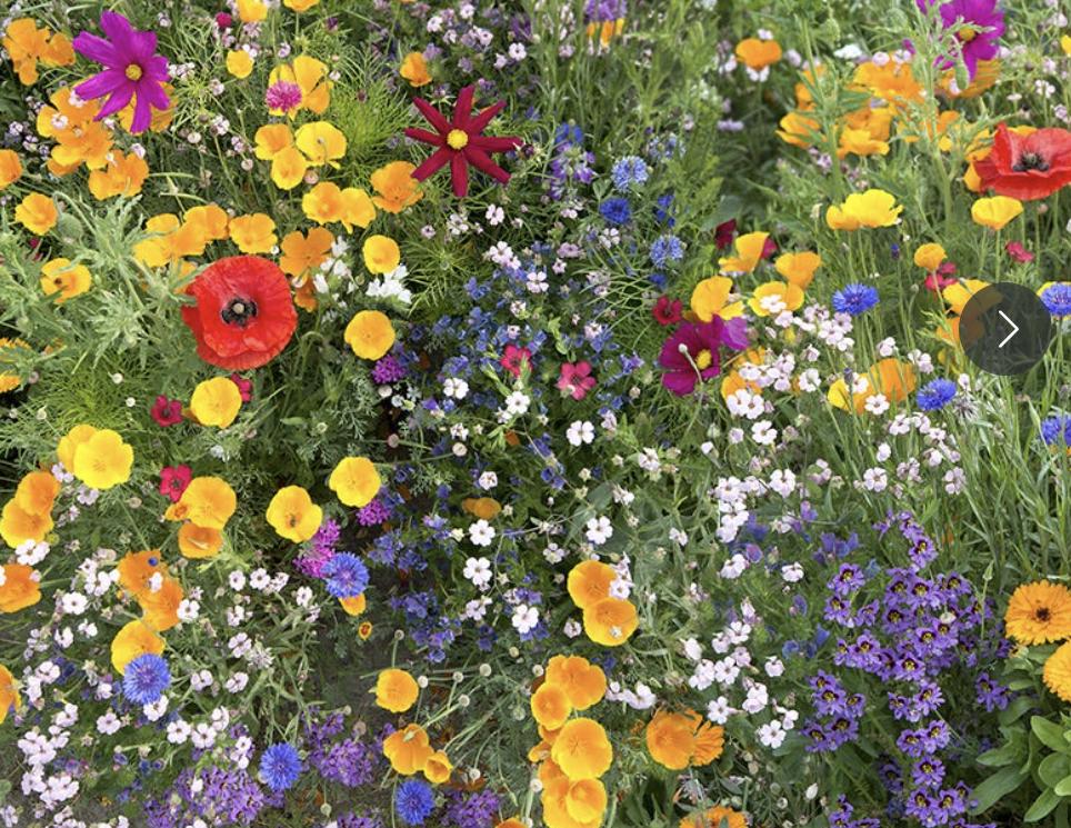 Bird & Butterfly Wildflower Seeds