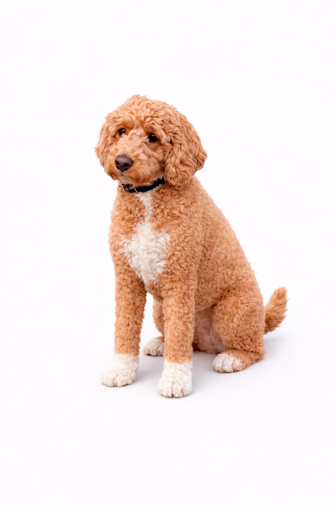Cockapoo Statue - Etsy Australia