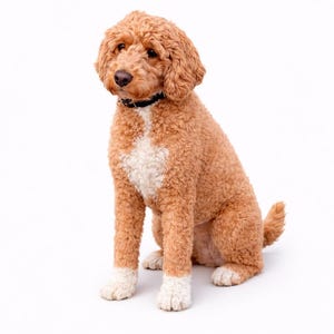 Op de afbeelding: Een lichtbruine hond met een krullende vacht zit op een witte achtergrond. De hond heeft een witte vlek op zijn borst en witte poten. Hij draagt een zwarte halsband.