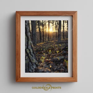 May include: A framed print depicting a forest at sunset. The image shows tall trees, a forest floor with leaves and small plants, and a bright sun setting in the distance. The frame is wooden and the print is from Golden Vale Prints.