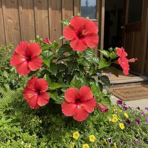 100 Red Hibiscus Seeds – Large Tropical Blooms for Summer Gardens