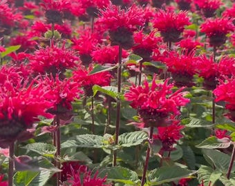 1000 Red Bee Balm Seeds – Heirloom Monarda Didyma, Fragrant Perennial Wildflower for Pollinator Gardens