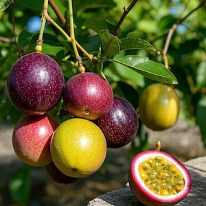 50 Passion Fruit Seeds – Tropical Vine with Sweet-Tart Fruit, Easy Grow for Home Garden