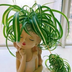 May include: A decorative planter featuring a serene face with closed eyes and a finger to the lips. The planter is filled with a vibrant green spider plant with white stripes. The plant's long, arching leaves cascade over the sides.