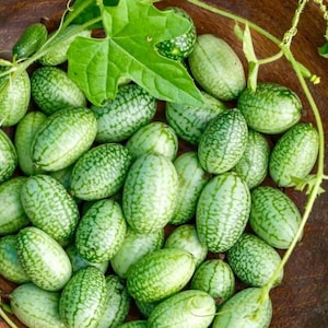 May include: A close-up shot of a wooden bowl filled with numerous small, oval-shaped cucumbers. The cucumbers are a light green color with darker green mottled patterns. A few green leaves and vines are scattered among the cucumbers, adding a natural touch to the composition.