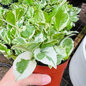 May include: A potted houseplant with vibrant green and white variegated leaves. The plant is in a small, terracotta-colored pot. The leaves have a heart shape. The plant is held by a person.