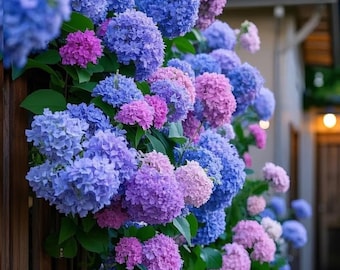 35 Hydrangea Flower Seeds – Mixed Colors, Easy to Grow Perennial Blooms