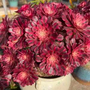 May include: Close-up of a potted succulent plant with deep red and dark green leaves. The plant has a rosette shape and is in a cream-colored ceramic pot. The succulent is in full bloom, with a vibrant display of color and texture.