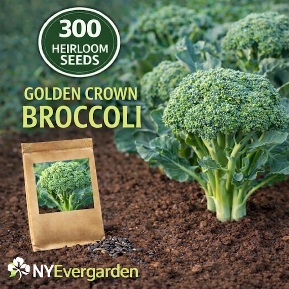 Golden Crown Broccoli Seeds – 300 Heirloom Garden Vegetable Seeds