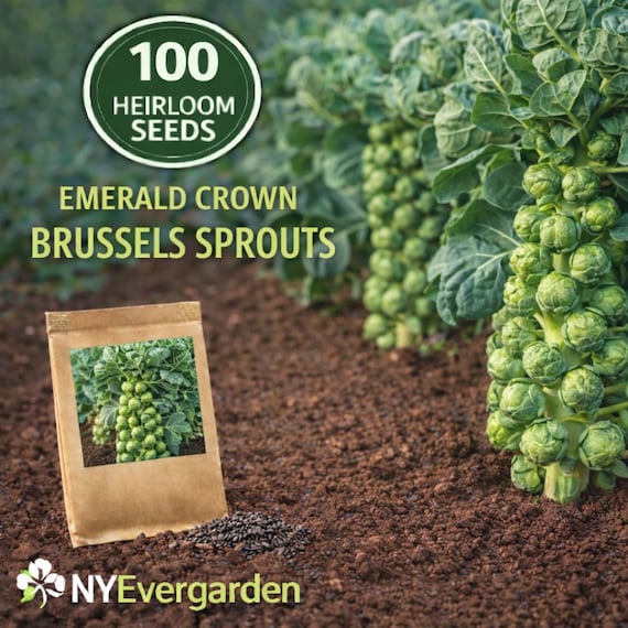 Emerald Crown Brussels Sprouts Seeds – 100 Heirloom Garden Vegetable Seeds