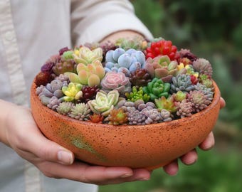 500 Mixed Succulent Seeds  Colorful Varieties for Creative Garden Pots -  Etsy